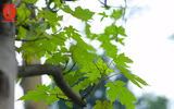 Ngỡ ngàng hàng phong trổ lá xanh mướt bên hồ Hoàn Kiếm